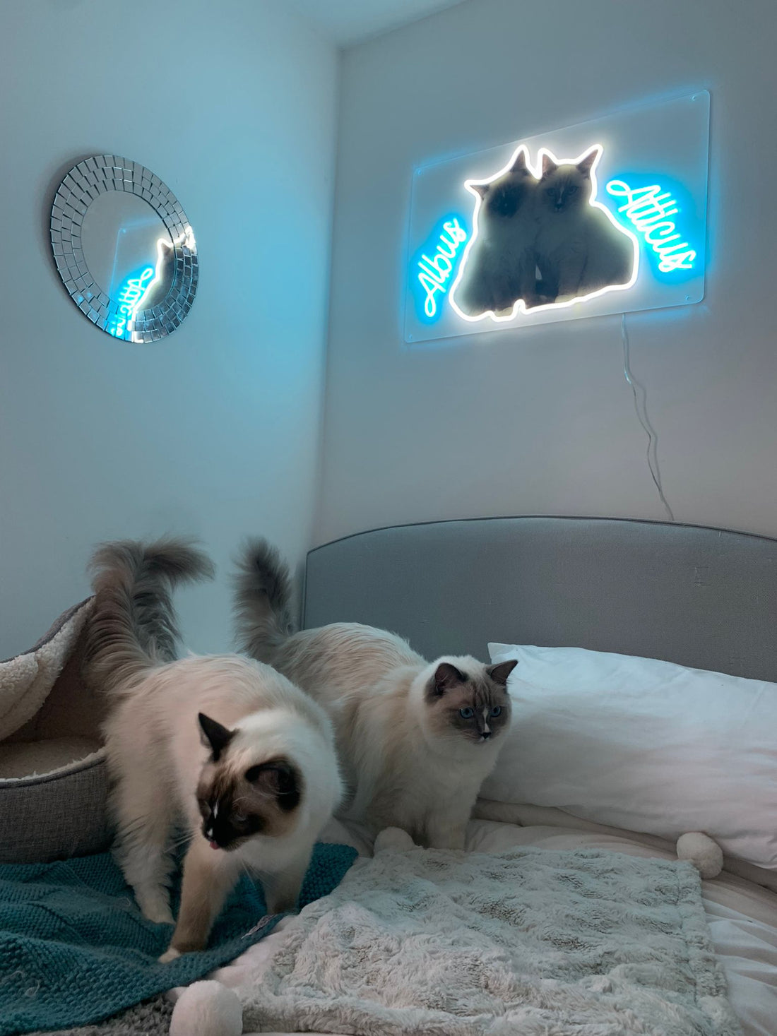Turn your favourite pet photo into your purrfect neon artwork!